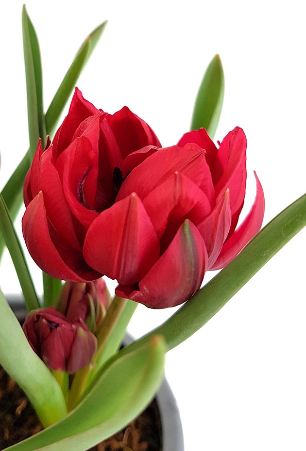 Tulipa humilis "Samantha" - Zwerg-Tulpe