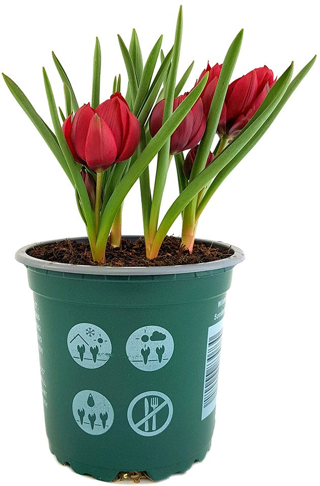 Tulipa humilis "Samantha" - Zwerg-Tulpe