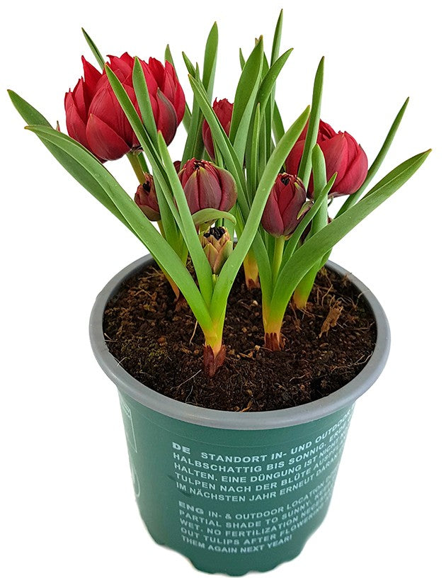 Tulipa humilis "Samantha" - Zwerg-Tulpe