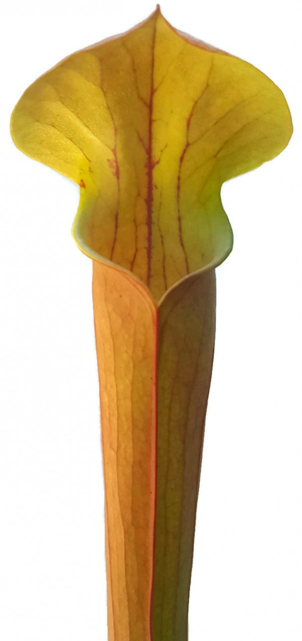 Sarracenia "Tygo"