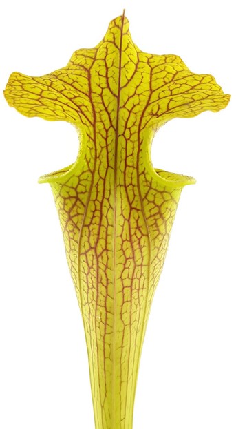 Sarracenia X "Veiny Thing" (Ip X125)