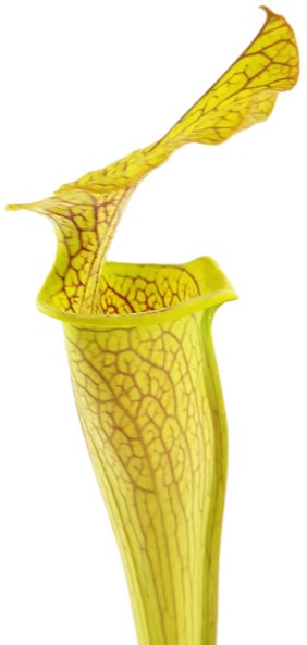 Sarracenia X "Veiny Thing" (Ip X125)