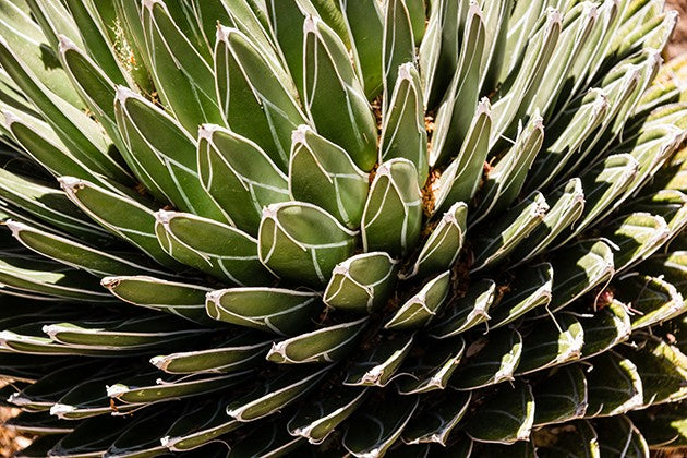 Agave victoriae reginae - Königsagave