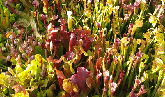 Sarracenia-Set "Vielfraß"