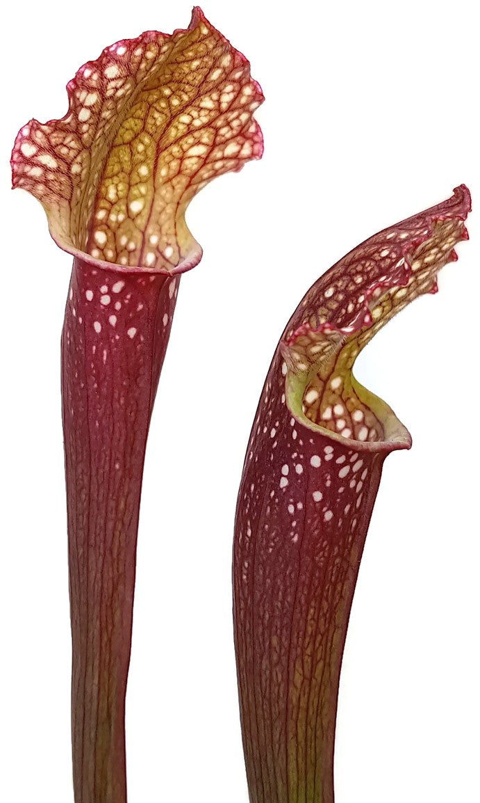 Sarracenia X "Ladies in Waiting"