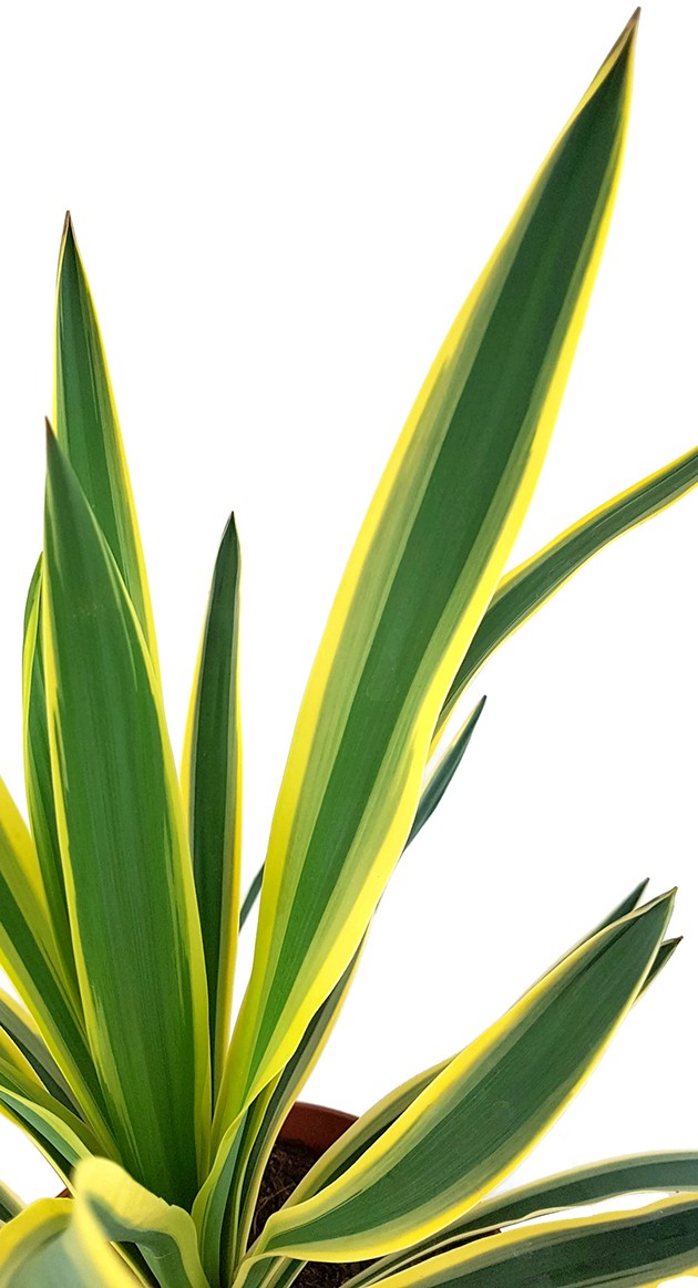 Yucca gloriosa "variegata" - Kerzenpalmlilie