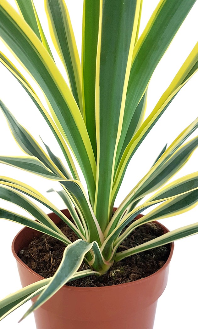 Yucca gloriosa "variegata" - Kerzenpalmlilie