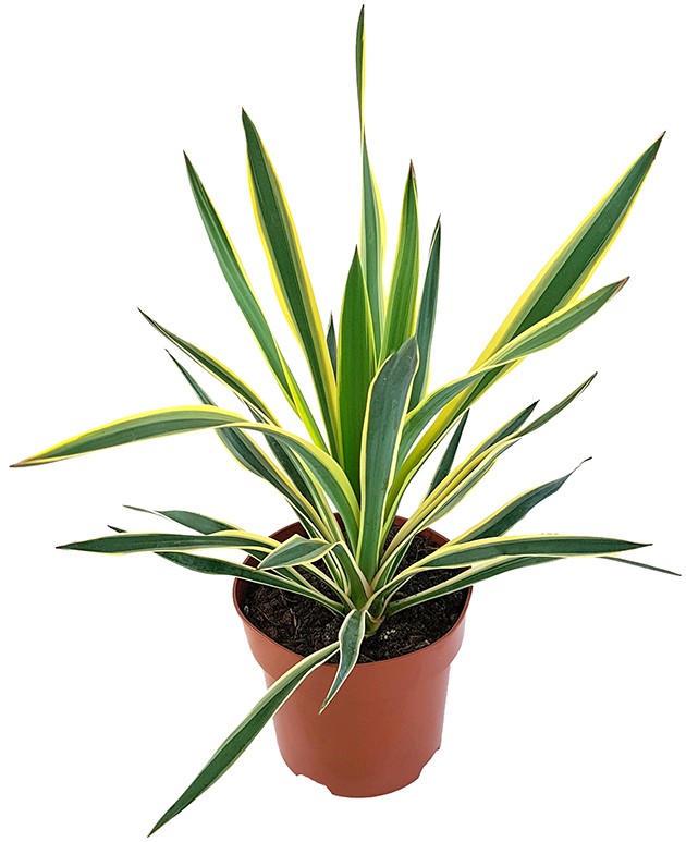 Yucca gloriosa "variegata" - Kerzenpalmlilie