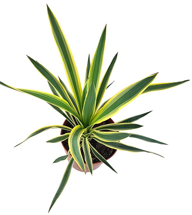 Yucca gloriosa "variegata" - Kerzenpalmlilie