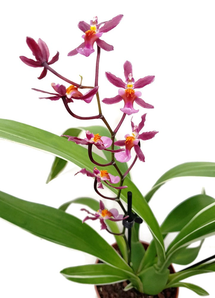 Oncidium "Katrin Zoch" - Duftorchidee