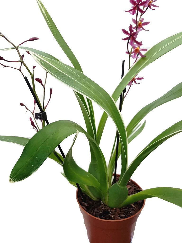 Oncidium "Katrin Zoch" - Duftorchidee