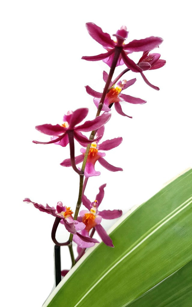 Oncidium "Katrin Zoch" - Duftorchidee