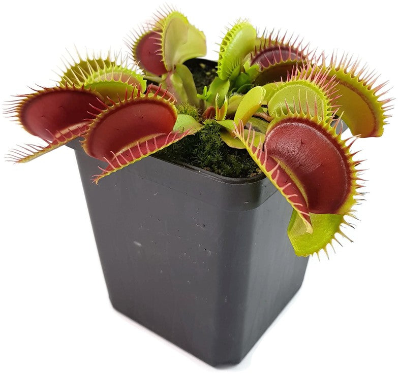 Dionaea muscipula "Big Teeth Red Giant"