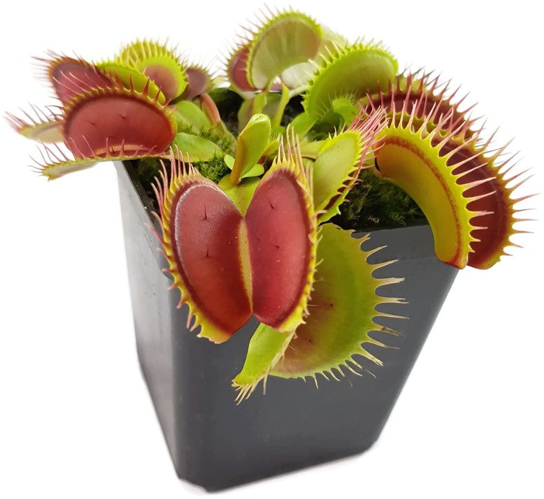 Dionaea muscipula "Big Teeth Red Giant"
