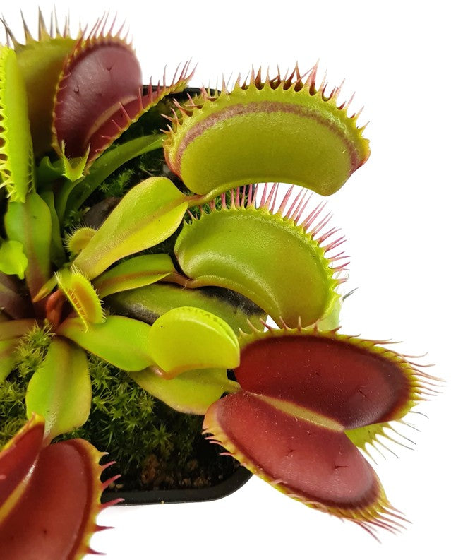 Dionaea muscipula "Big Teeth Red Giant"
