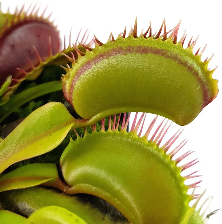 Dionaea muscipula "Big Teeth Red Giant"