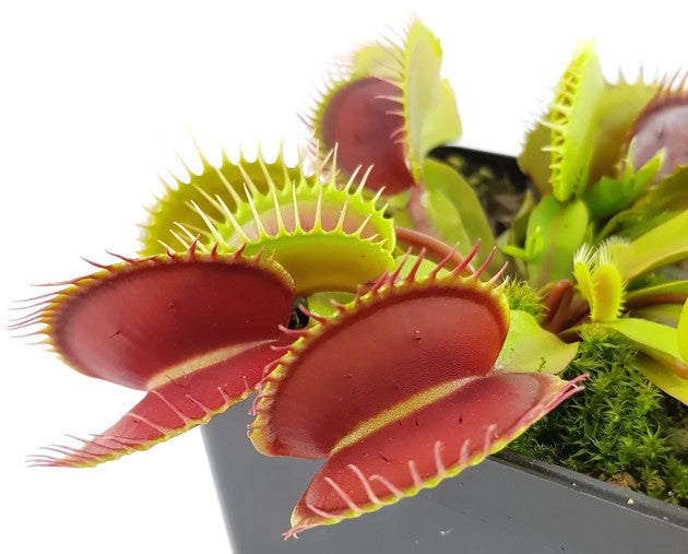 Dionaea muscipula "Big Teeth Red Giant"