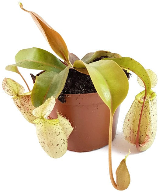 Nepenthes X Hookeriana "white"