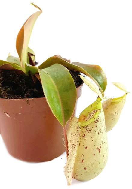 Nepenthes X Hookeriana "white"