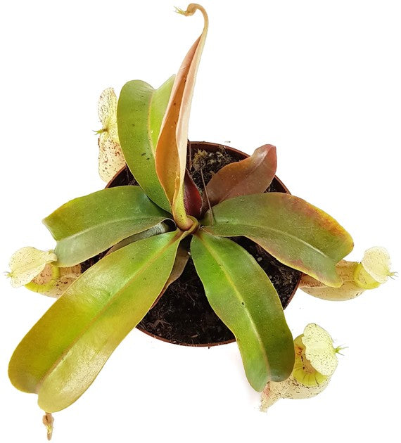Nepenthes X Hookeriana "white"