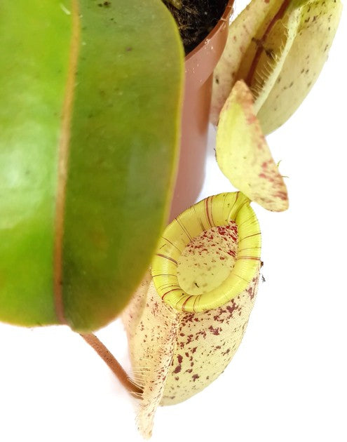 Nepenthes X Hookeriana "white"