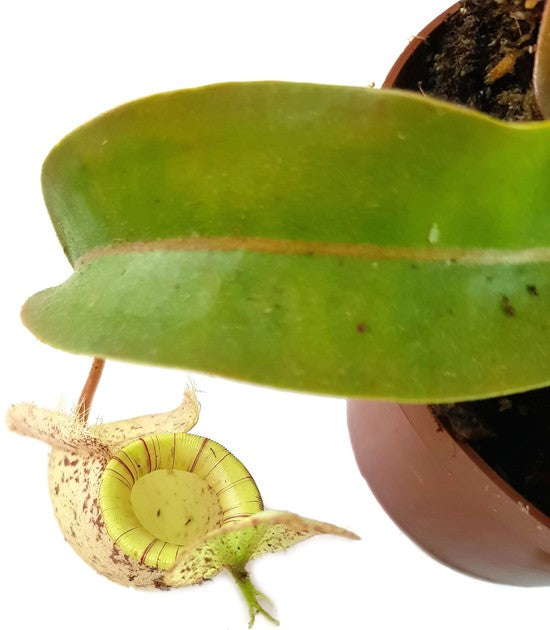 Nepenthes X Hookeriana "white"