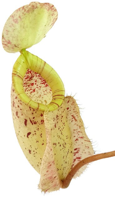 Nepenthes X Hookeriana "white"