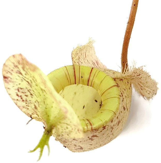 Nepenthes X Hookeriana "white"