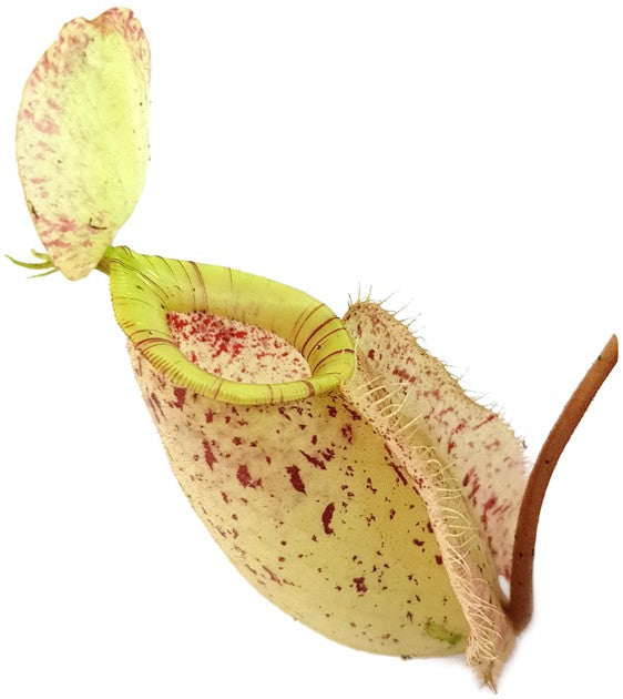 Nepenthes X Hookeriana "white"