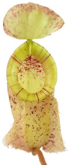 Nepenthes X Hookeriana "white"