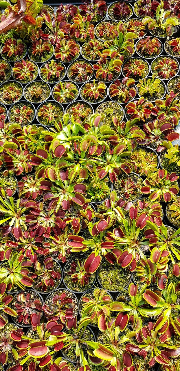 Dionaea muscipula Kultivar Mix "seedgrown"