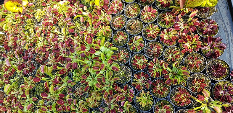 Dionaea muscipula Kultivar Mix "seedgrown"