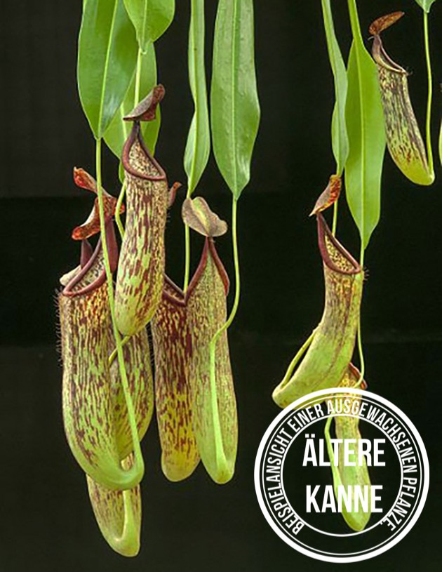 Nepenthes copelandii BE-3046