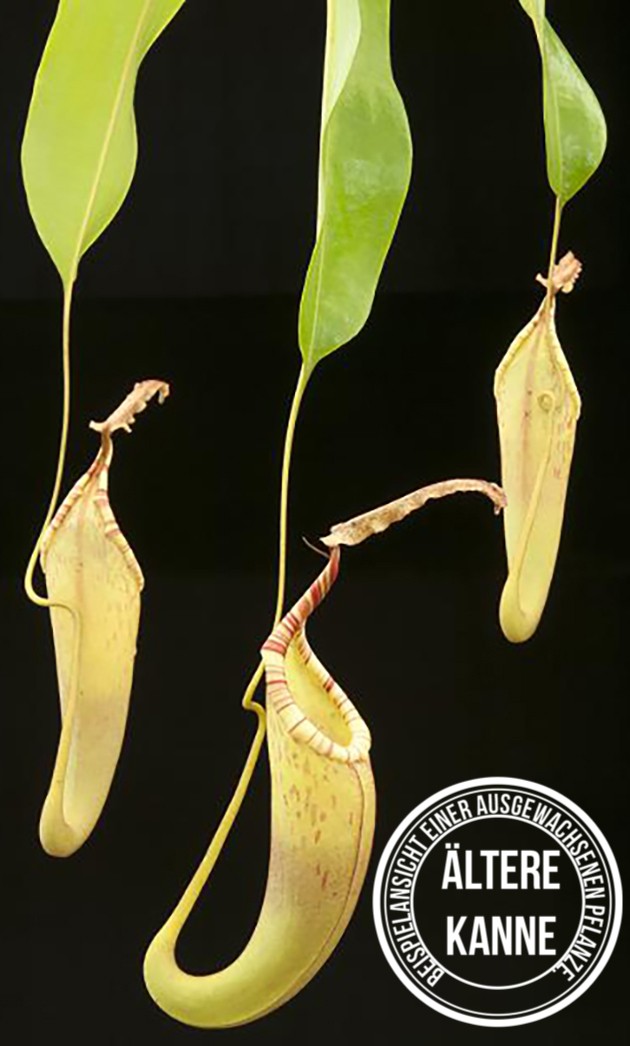 Nepenthes fusca BE-3070