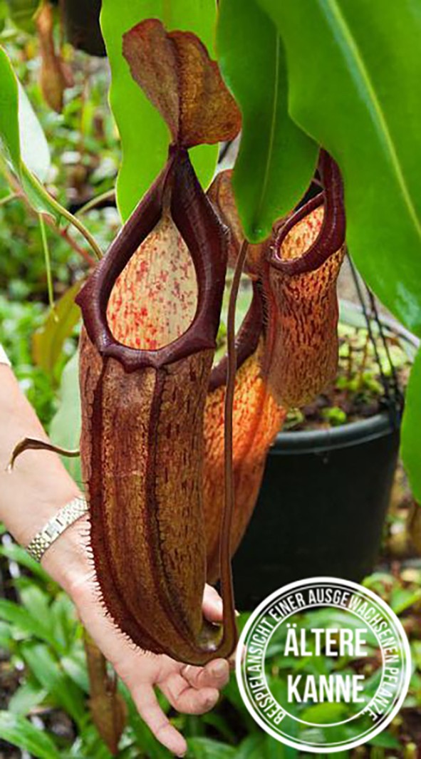 Nepenthes sp.
