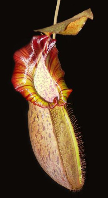 Nepenthes spathulata x spectabilis BE-3314