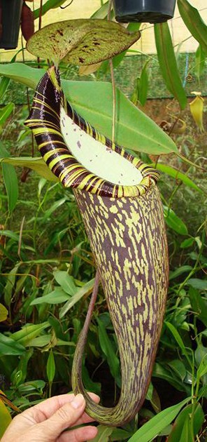 Nepenthes spectabilis Perkinson Giant BE-3322