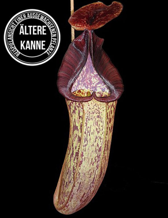Nepenthes (veitchii x lowii) x spectabilis BE-3400