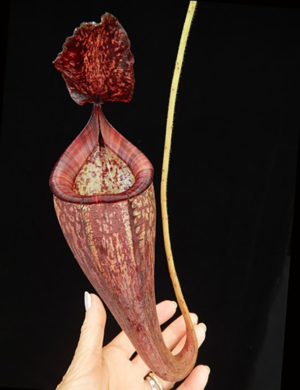 Nepenthes talangensis x glandulifera BE-3665