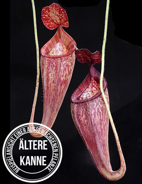 Nepenthes talangensis x glandulifera BE-3665