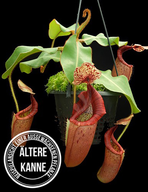 Nepenthes glandulifera x veitchii BE-3689