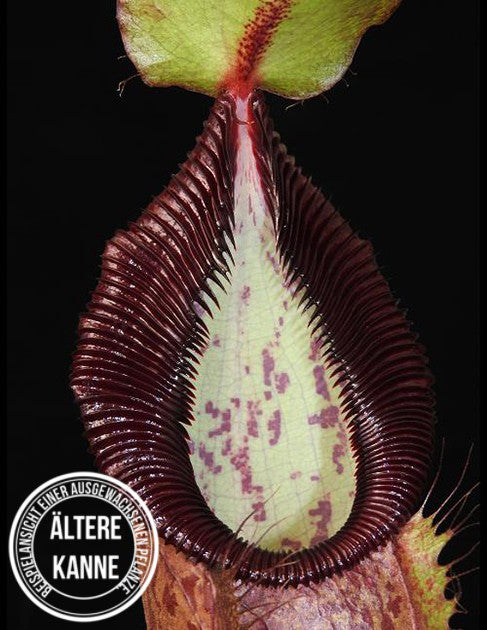Nepenthes spathulata x hamata BE-3712