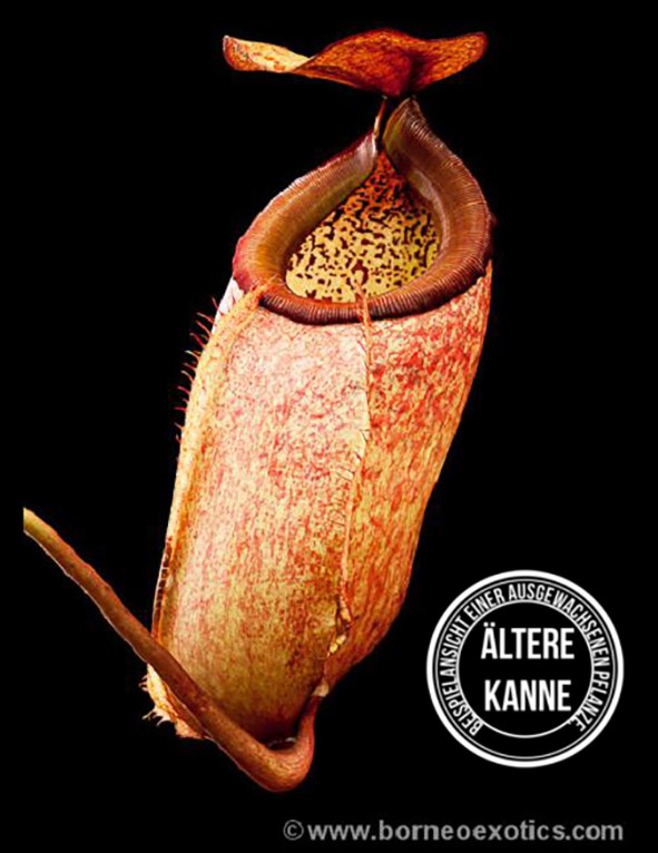 Nepenthes merrilliana BE-3727