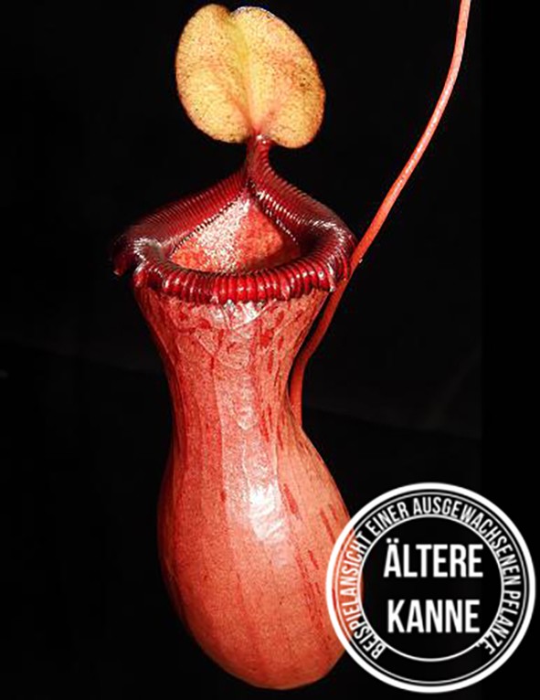 Nepenthes ventricosa BE-3772