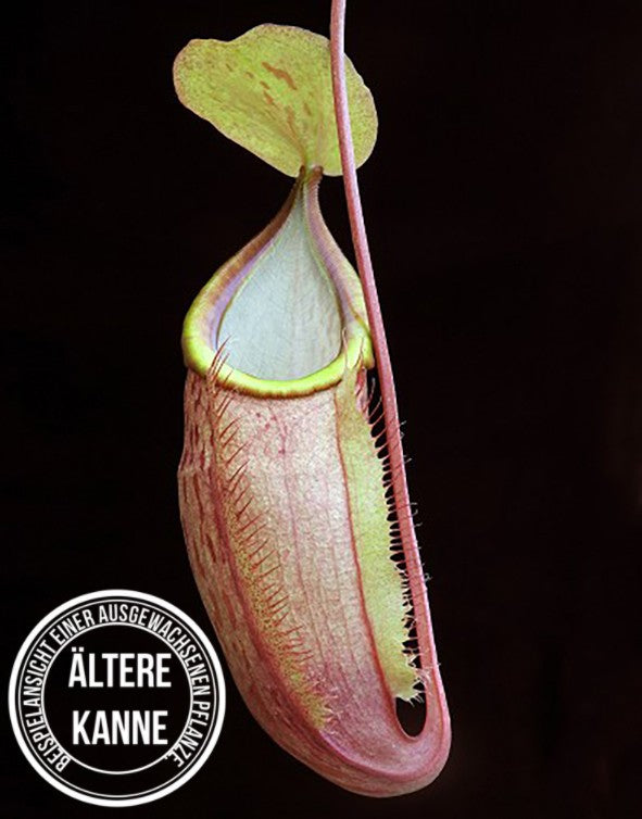 Nepenthes spathulata x glabrata BE-3790
