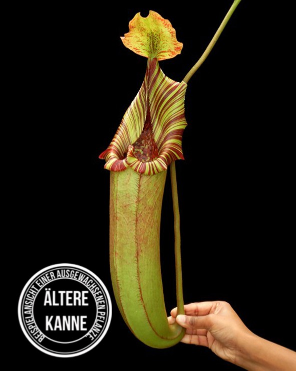 Nepenthes (veitchii x lowii) x robcantleyi BE-3841