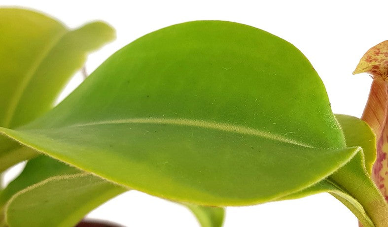 Nepenthes (veitchii x lowii) x sp.