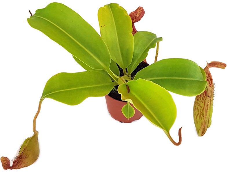 Nepenthes (veitchii x lowii) x sp.