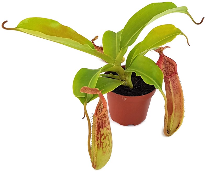Nepenthes (veitchii x lowii) x sp.