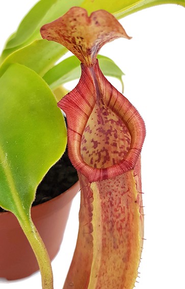 Nepenthes (veitchii x lowii) x sp.